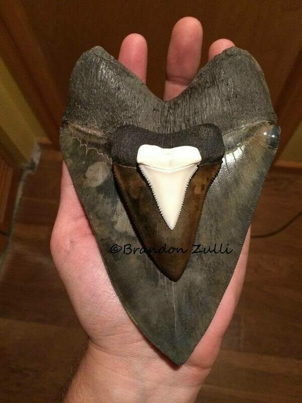 A large fossil Megalodon tooth compared to a large modern day Great White Shark tooth (white).  Yikes!